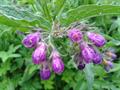 Common comfrey